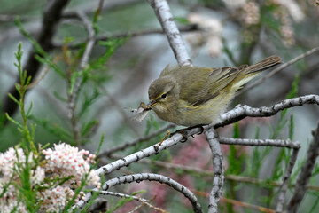 Common chiffchaff (Phylloscopus collybita) with prey // Zilpzalp mit erbeuteter Eintagsfliege - Greece