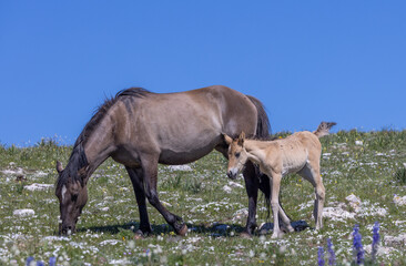 Obraz na płótnie Canvas Wild Horse Mare and Foal in Summer in the Pryor Mountains Montana