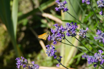 Large Skipper butterfly (Ochlodes sylvanus) perched on lavender plant in Zurich, Switzerland