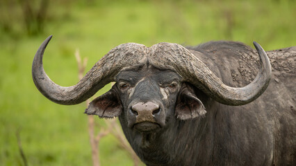 A portrait of a Buffalo bull, Syncerus caffer.
