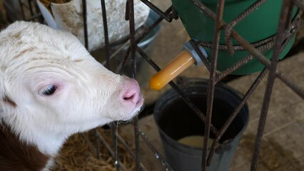 Little baby mammal animal sucking milk from bucket with pacifier in the fence at cowshed. Small newborn cow drinking dairy in paddock at farm. Hungry cute calf feeding by lactic at cowhouse. Close up