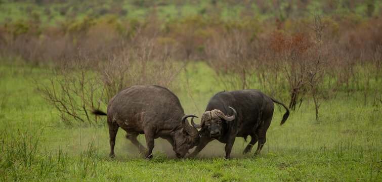 Two buffalo fighting, Syncerus caffer.