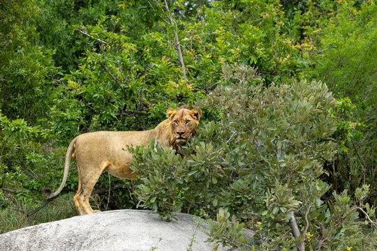 A sub adult lion, Panthera leo, standing on a rock.