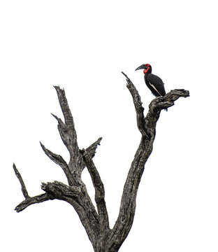 A ground hornbill,  Bucorvus leadbeateri, sitting on a branch.