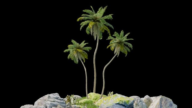 Isolated tropical coconut tree on black background with alpha tree footage, 3d illustration rendering 