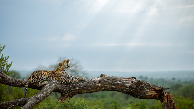 A female leopard, Panthera pardus, resting on a dead branch, yawning, side view.