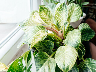 Close up of leaves philodendron white measures or birkin or new wave in the pot at home. Indoor...
