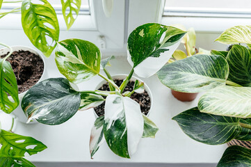 Close up of leaves philodendron white princess in the pot at home. Indoor gardening. Hobby. Green houseplants. Modern room decor, interior. Lifestyle, Still life with plants © Natali