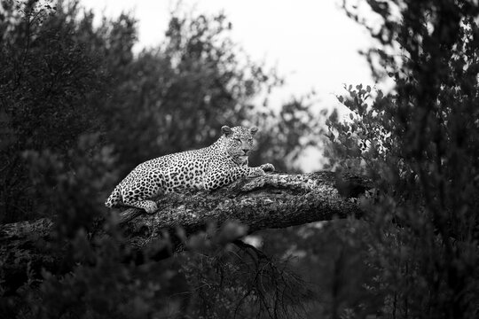 A female leopard, Panthera pardus, lies down on a fallen marula tree.