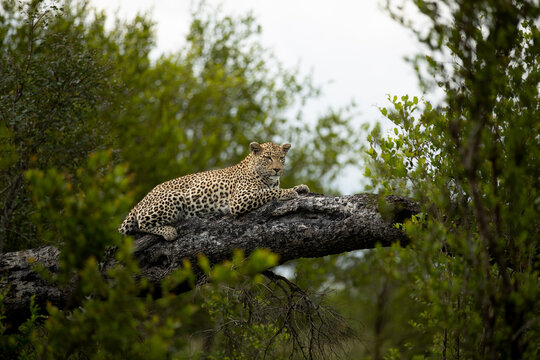 A female leopard, Panthera pardus, lies down on a fallen marula tree.