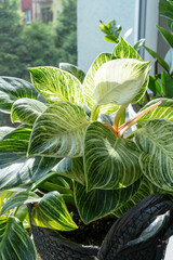Close up of leaves philodendron white measures or birkin or new wave in the pot at home. Indoor...