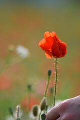 Naklejka premium Mohn-Pflanzen-Blumen-Mohnfeld-Feld-Natur