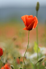Mohn-Pflanzen-Blumen-Mohnfeld-Feld-Natur
