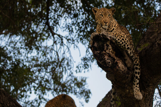 A leopard, Panthera pardus, resting on a tree branch, looking outward.