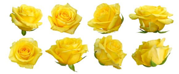 Set of beautiful yellow rose isolated.  yellow rose blossom. Png transparency