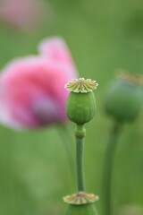 Obraz premium Mohn-Pflanzen-Blumen-Mohnfeld-Feld-Natur