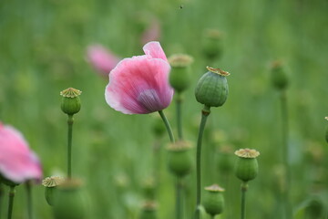Obraz premium Mohn-Mohnfelder-Blüten-Blumen-Natur-Felder