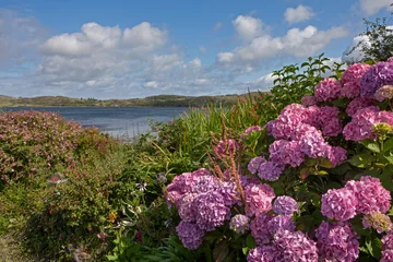 Foto op Canvas flowers, connemara, ireland, hills, lake,  © A