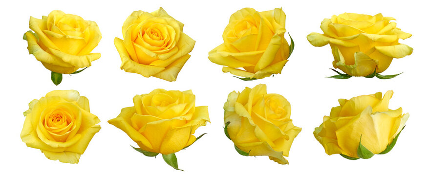Set of beautiful yellow rose isolated.  yellow rose blossom. Png transparency