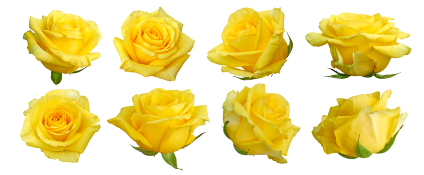 Set of beautiful yellow rose isolated.  yellow rose blossom. Png transparency