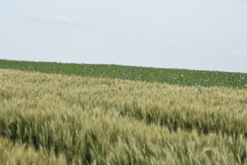 Mohn-Pflanzen-Blumen-Mohnfeld-Feld-Natur