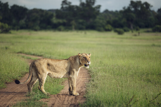 A Lioness, Panthera leo, standing in a clearing, looking out.