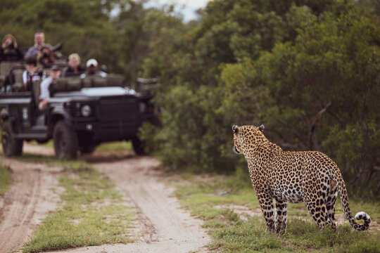 Fototapeta A male leopard, Panthera pardus, standing in front of a safari vehicle.