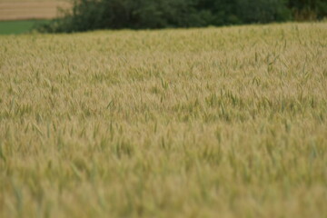 Mohn-Pflanzen-Blumen-Mohnfeld-Feld-Natur