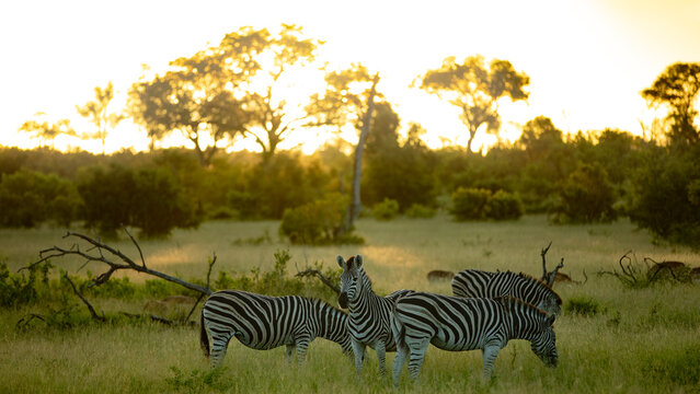 A dazzle of zebra, Equus quagga, grazing on grass, during sunset.