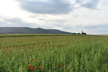 Mohn-Pflanzen-Blumen-Mohnfeld-Feld-Natur