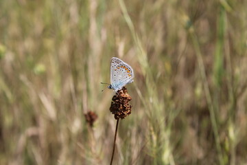 butterfly on grass