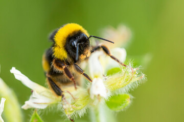 Bee collecting pollen from flower