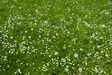 Field of green grass and blooming daisies and dandelions, a lawn in spring.