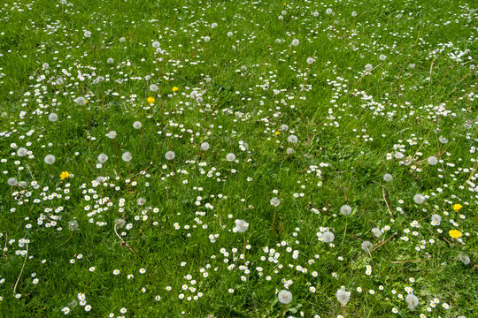 Field of green grass and blooming daisies and dandelions, a lawn in spring.