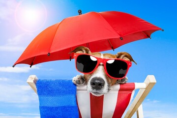 dog with a umbrella © vimukthiNirmana