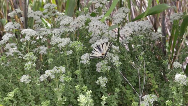 Old World Swallowtail butterfly on a flower