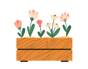 Home gardening illustration. Vector colorful flowers in wooden box flowerbed flat style template Isolated