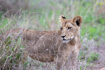 Fototapeta na wymiar Lioness (panthera leo) in the bush in South Africa