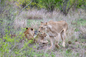 Family group of lions (Panthera leo) in South Africa