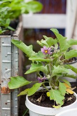 Grow Eggplant in a Container