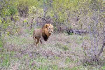 Male lion (Panthera leo) walking through bush in South Africa