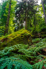 Wild pine and spruce forest with ancient sandstone rocks covered with moss and lichen at the mount Quirl near K&ouml;nigstein, Saxony, Germany, in the national park Saxon Switzerland by Elbe river.