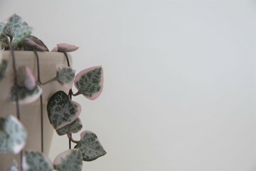 Close up of variegated string of hearts houseplant (Ceropagia woodii variegata), isolated on a...