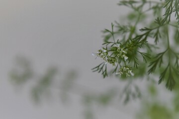 Close up of coriander plant flowers (Coriandrum sativum) grown indoors. Herb isolated on a white background. Negative space for text, landscape orientation.