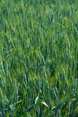 Fresh ears of young green wheat in spring field. Agriculture scene.