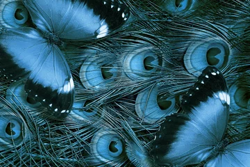  blue tropical morpho butterflies on peacock feather texture background in blue tones.  © Oleksii