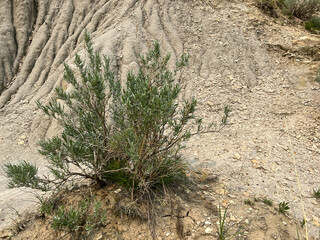 The Cannonballs area of the badlands hills and mountains in Theodore Roosevelt National Park - obrazy, fototapety, plakaty