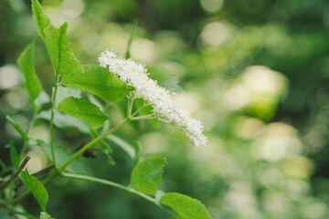 Elder flowers in garden. Sambucus nigra. Elder, black elder flowers. Alternative medicine