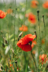Obraz premium A field with poppies blooming everywhere in summer. Red flowered in the summer field