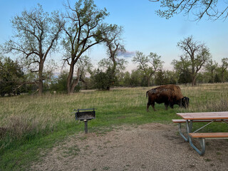 Bison in the North Unit Campground in Theodore Roosevelt National Park in North Dakota USA. - obrazy, fototapety, plakaty